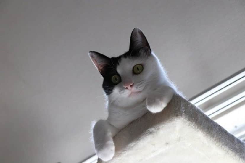 cat-3587525_640_e