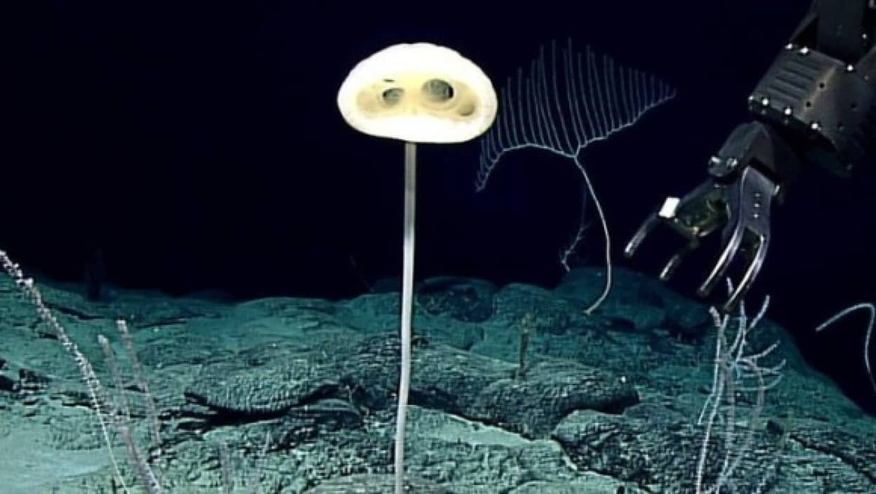 深海で発見された新種の生物