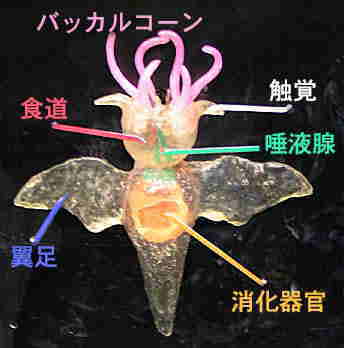 えr