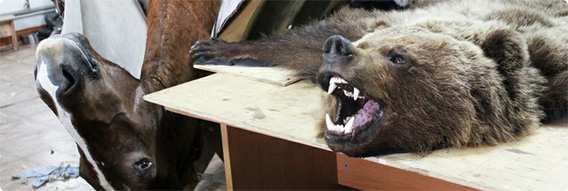 社会科見学 ロシアにある動物剥製工房を訪ねて カラパイア