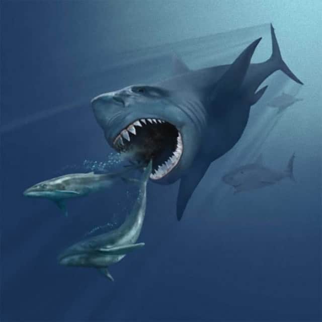 お宝じゃないか 古代の巨大サメ メガロドン の化石を川岸で発見 アメリカ カラパイア