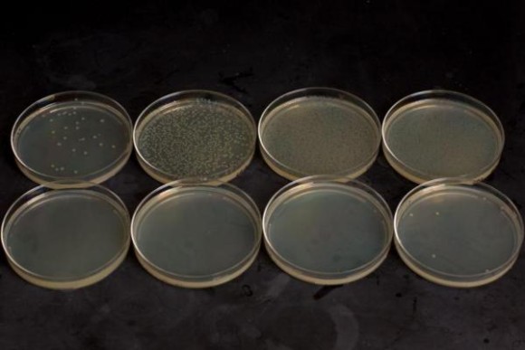 遺伝子組み換え生物の漏洩を破壊する為の キルスイッチ が開発される 米研究 カラパイア 遺伝子組み換え生物の漏洩を破壊する為の キルスイッチ が開発される 米研究 カラパイア