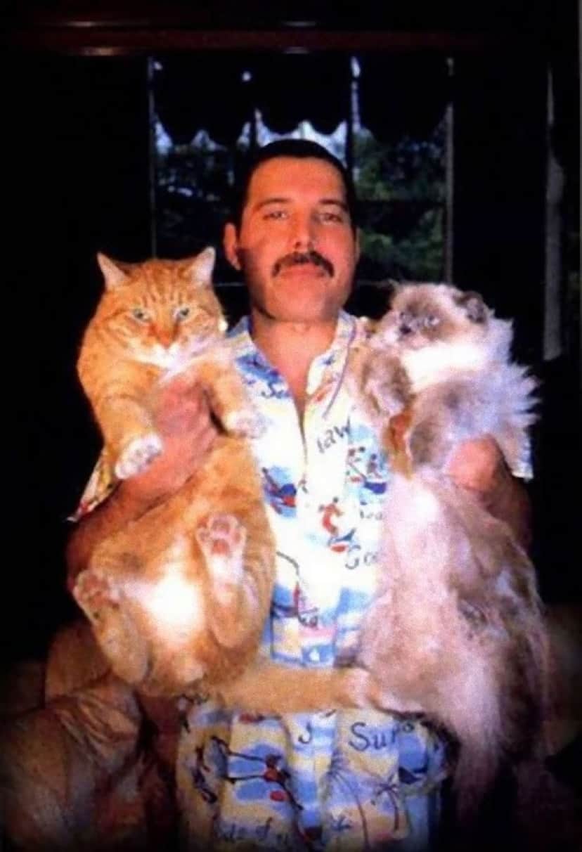 cat2_e