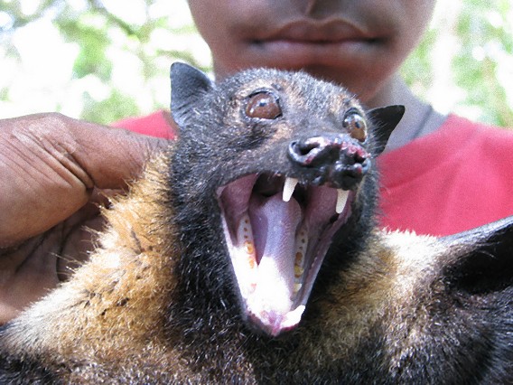 オオコウモリはごちそう パプアニューギニア カラパイア