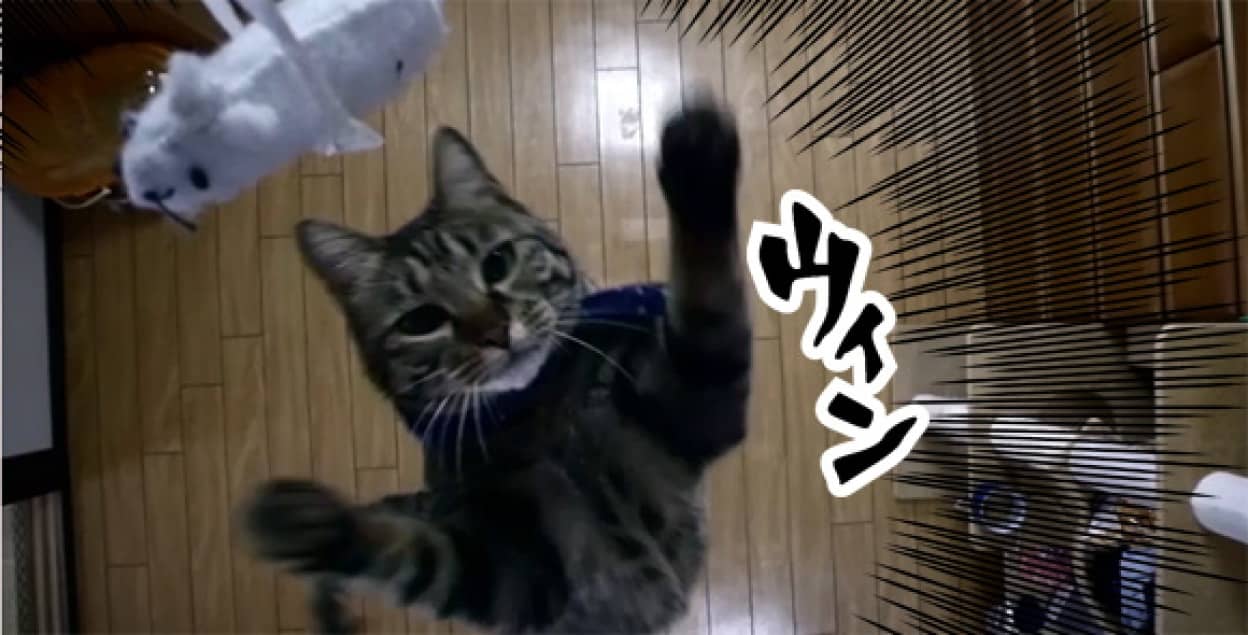 そして美しい 多角度からスローモーションで見る猫の跳躍スキル カラパイア そして美しい 多角度からスローモーションで見る猫の跳躍スキル カラパイア