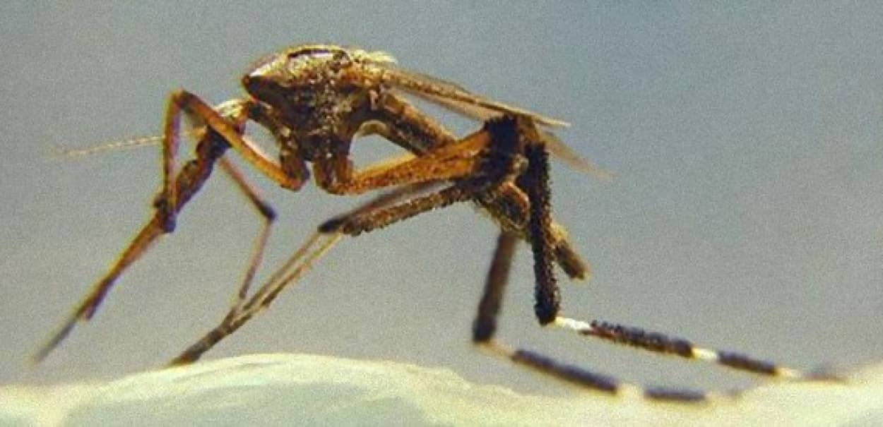 通常比倍 巨大化した蚊が米フロリダ州を襲う 巨大蚊の大量発生 カラパイア 通常比倍 巨大化した蚊が米フロリダ州を襲う 巨大蚊の大量発生 カラパイア