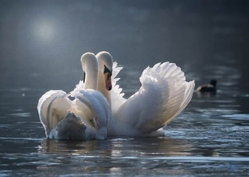 swan-4013225_640_e