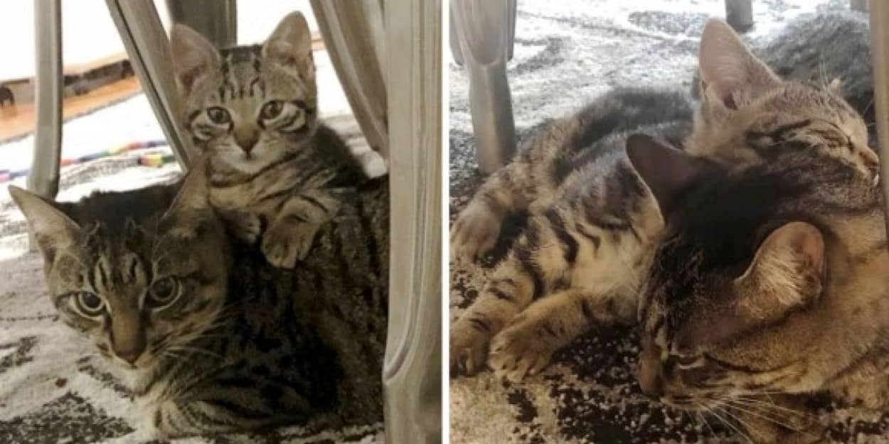 ぼっちの猫に親友できたよ!