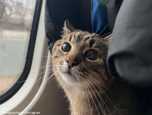 ウクライナのネットアイドル猫「ステパン」が無事国外脱出に成功！動物救助団体の手を借りて