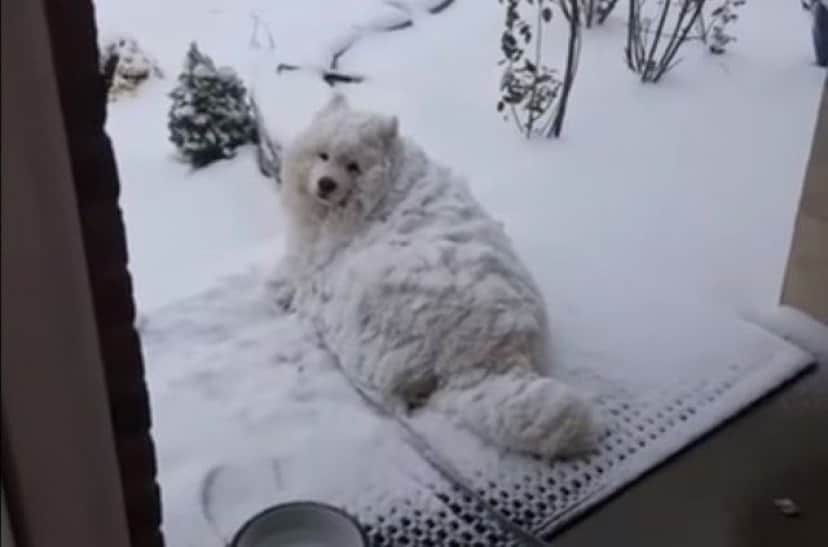 fluffydog1_e