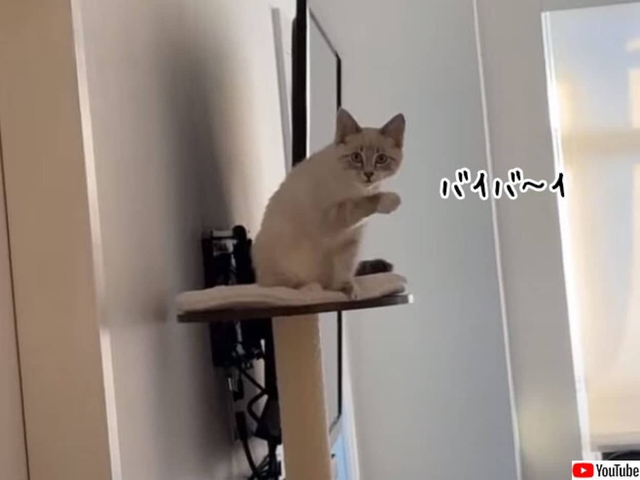 バイバイと手を振ると、同じように手を振ってくれる猫