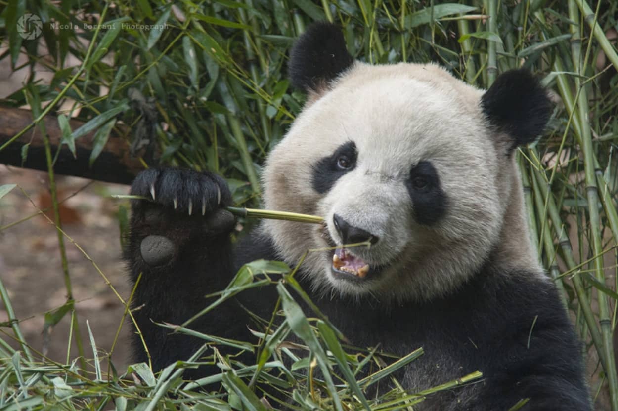 パンダが600万年前から竹を食べていた証拠となる指