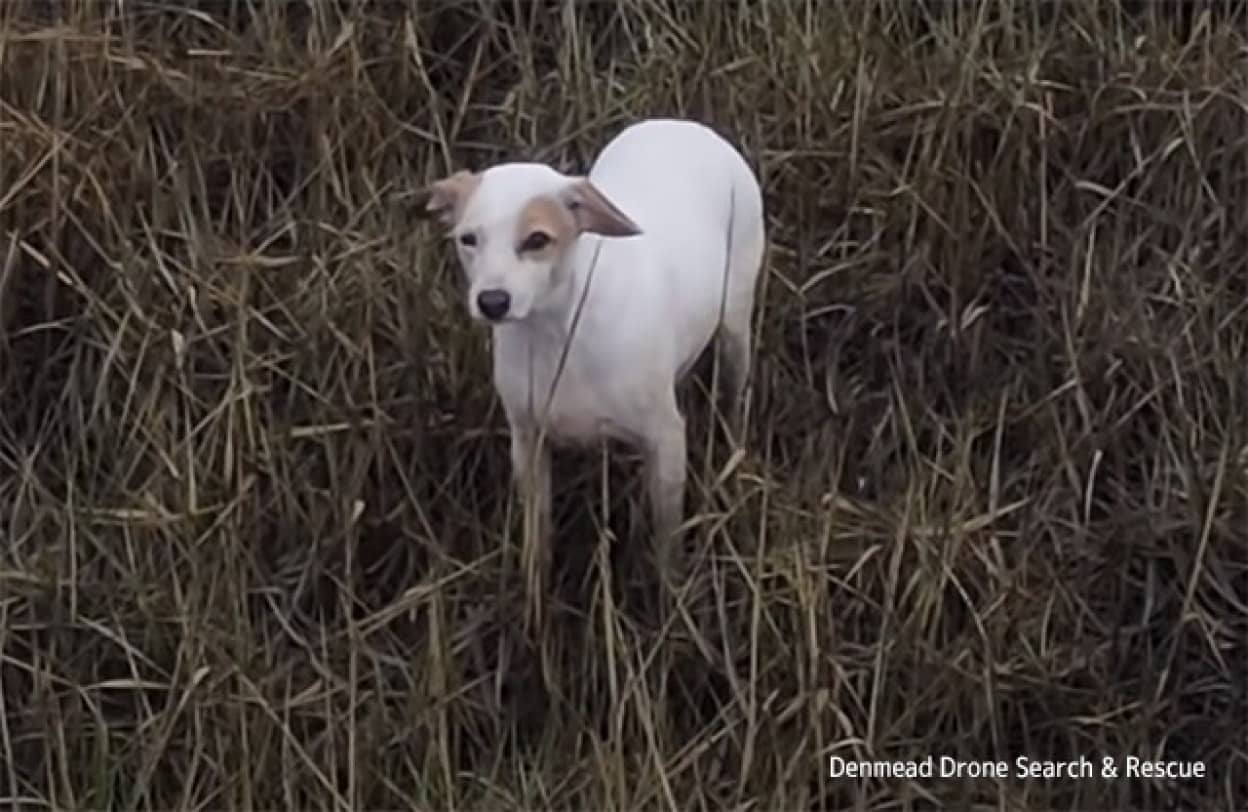 犬を救助するためドローンにソーセージ