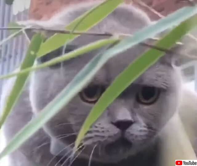 通訳よろ!謎の呪文を唱える猫(要音声) : カラパイア