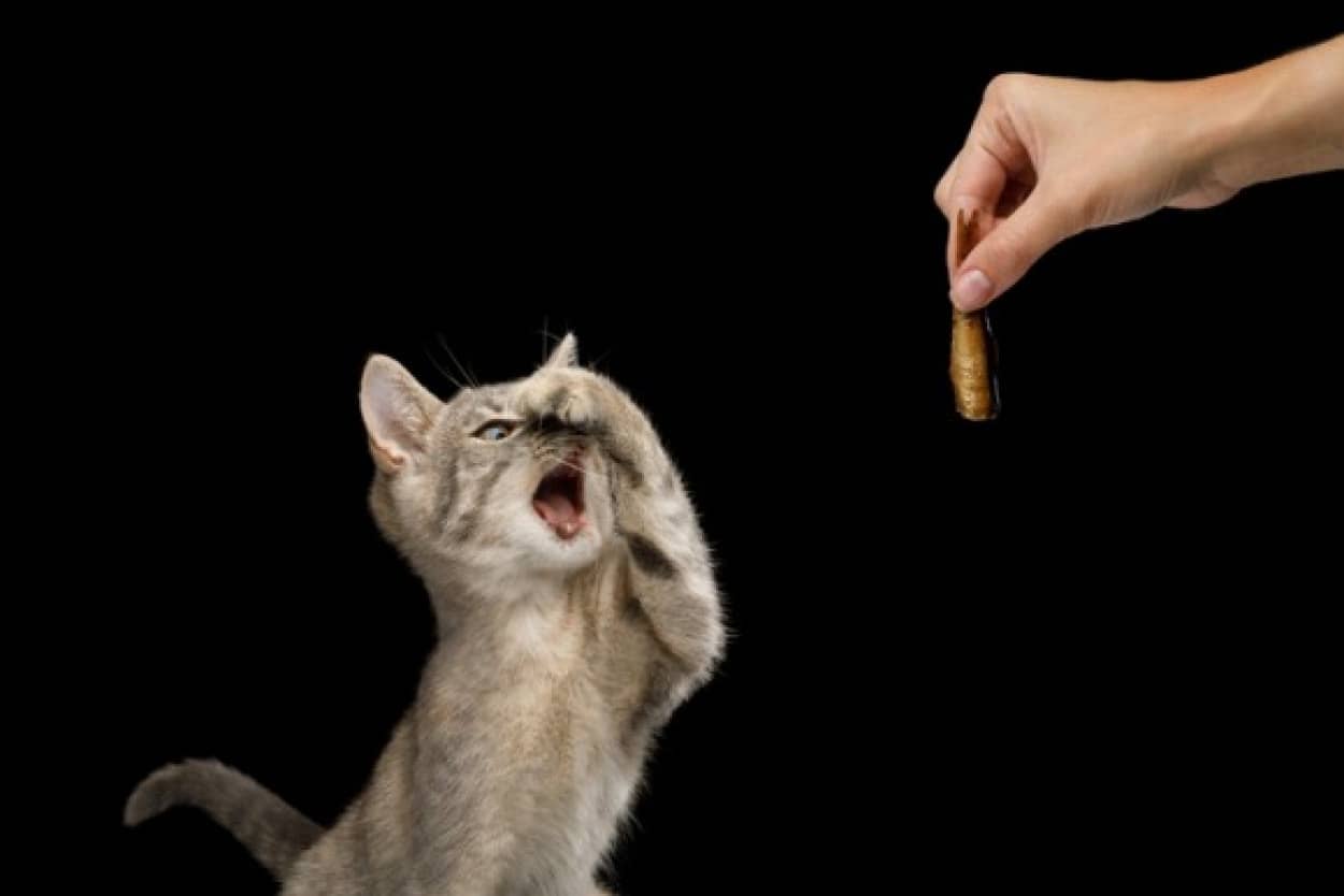 腐った魚のにおいを悪臭と感じない人がいる