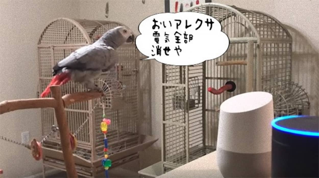 Aiに指示する大型インコのヨウム アマゾンエコーのアレクサに 電気を消せ と命令 アメリカ カラパイア
