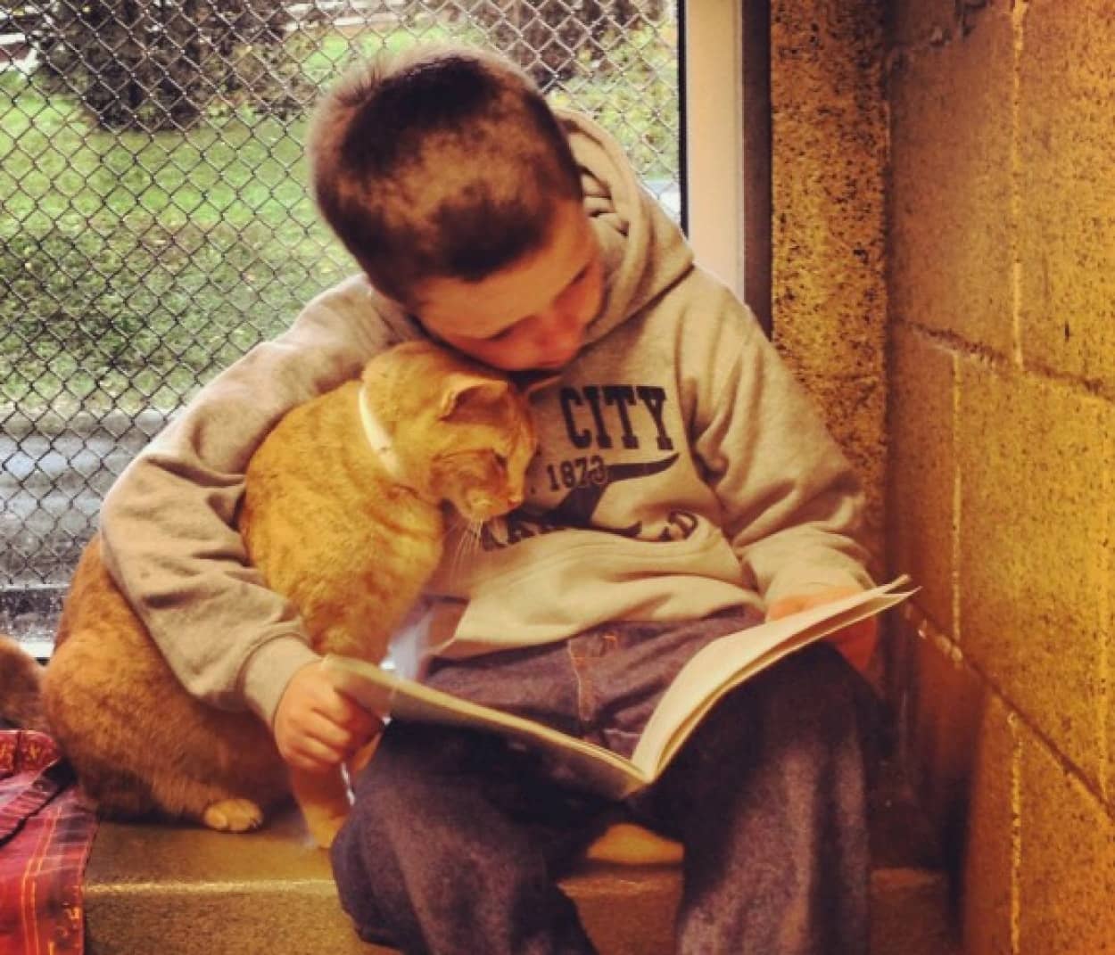 猫に人間のぬくもりを 保護施設にいる猫に子どもたちが本を読み聞かせるプログラム ブックバディー カラパイア 猫に人間のぬくもりを 保護施設にいる猫に子どもたちが本を読み聞かせるプログラム ブックバディー カラパイア