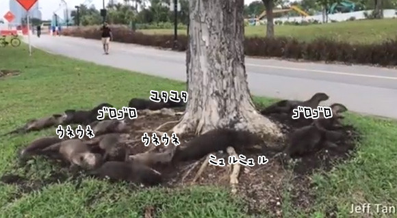 一体何が起きている 木の根元でカワウソの集団がうねうねローリングしているの図 カラパイア