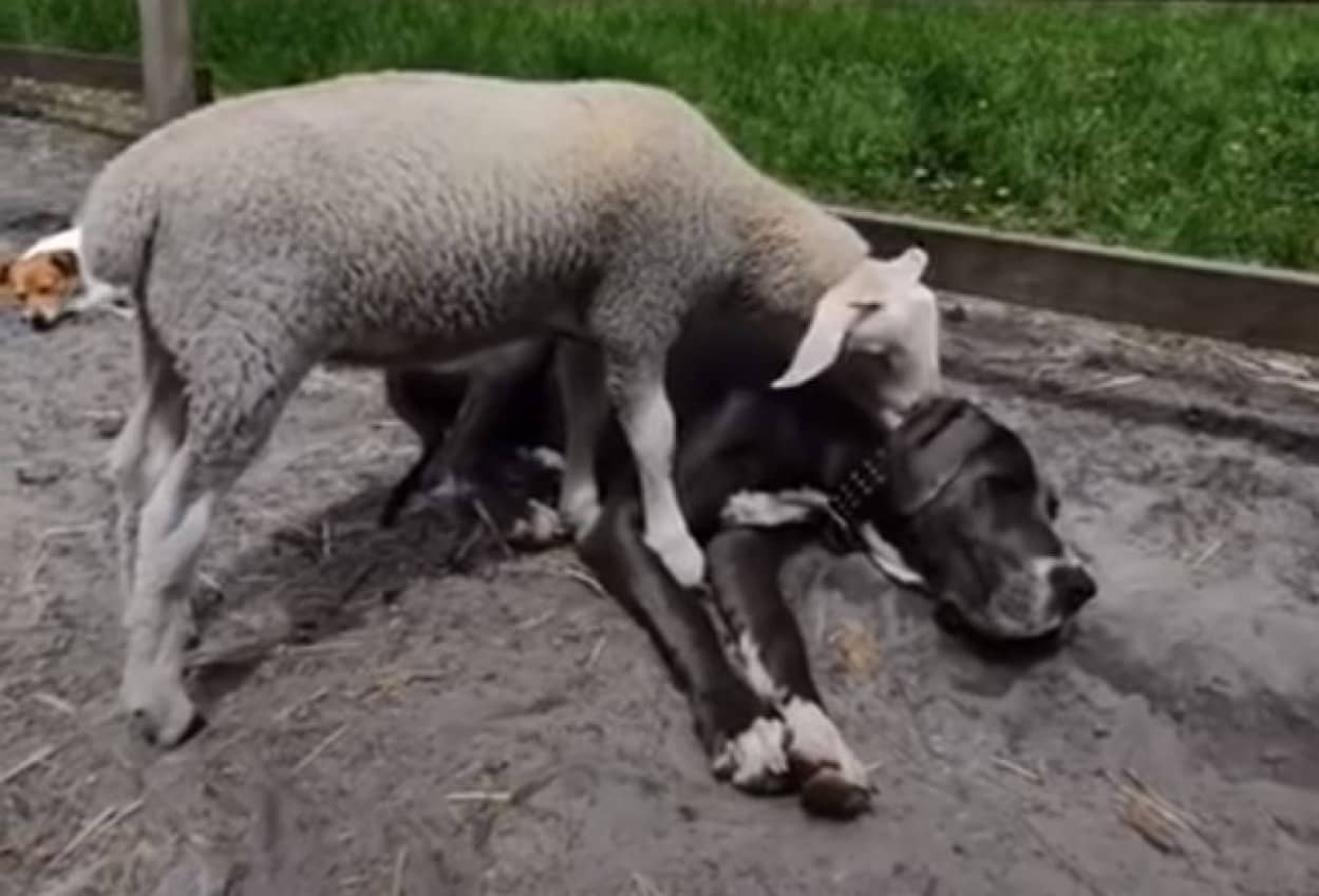 犬が好きすぎる羊 横たわる犬をペロペロ おっと馬もやってきた カラパイア 犬が好きすぎる羊 横たわる犬をペロペロ おっと馬もやってきた カラパイア