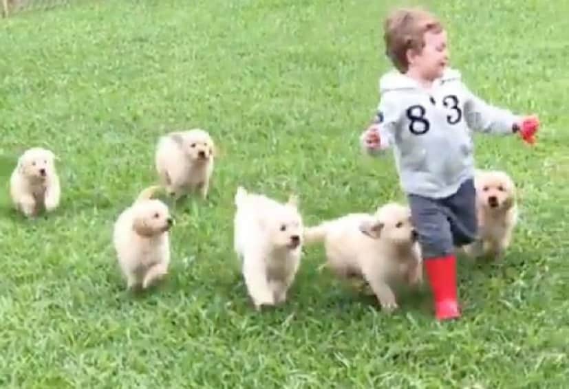 しあわせが止まらない ゴールデンの子犬たちと小さな男の子のモフモフ追っかけっこ カラパイア しあわせが止まらない ゴールデンの子犬たちと小さな男の子のモフモフ追っかけっこ カラパイア