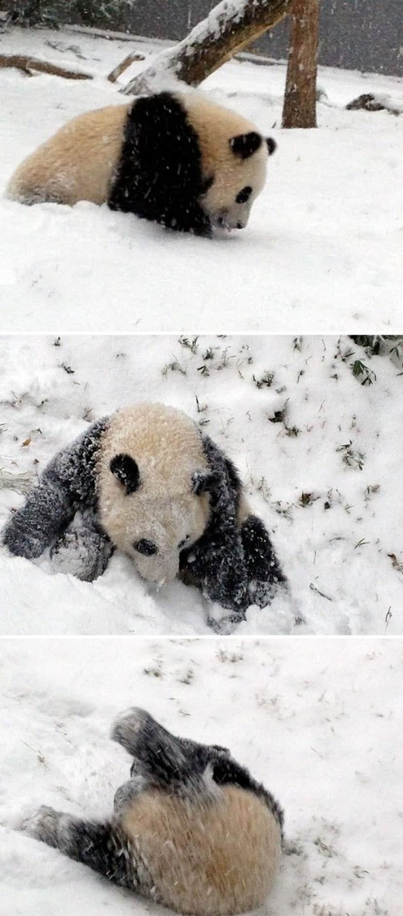 funny-animals-first-snow-cats-dogs19_e