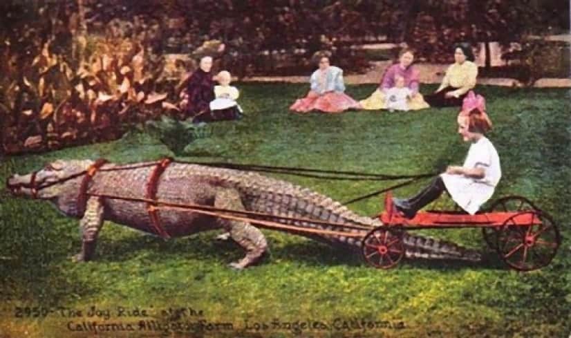 20世紀のアメリカでは、子どもがワニに乗るのがトレンドだった。ワニと ...