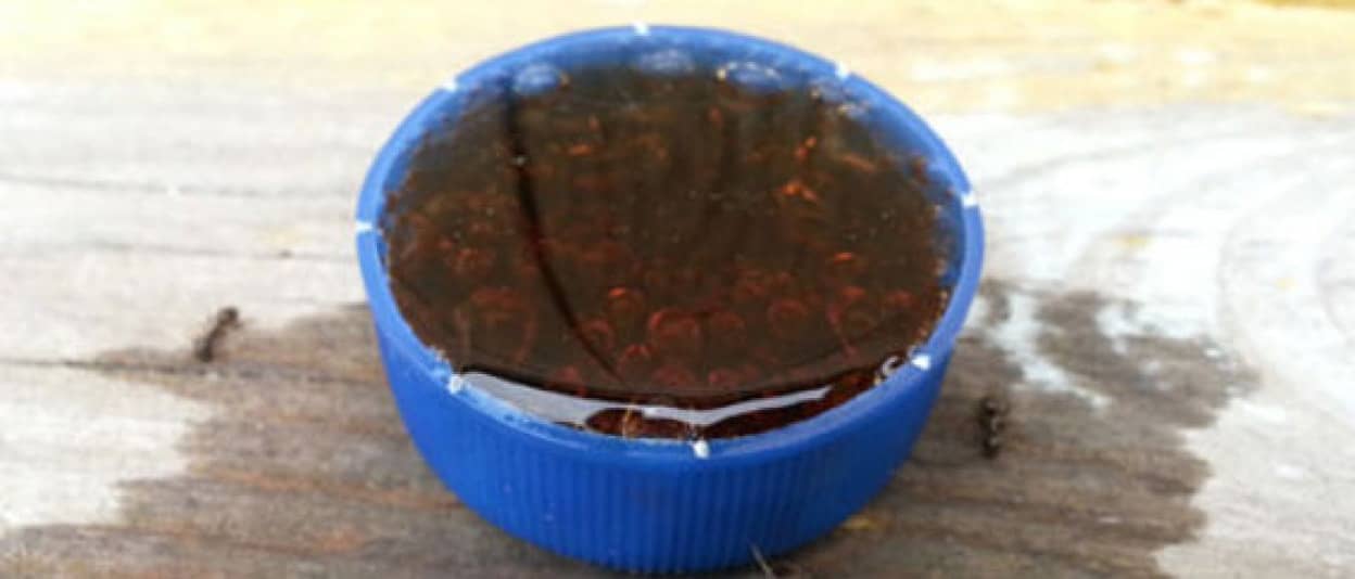 アリがペプシ好きというのは本当だった ボトルキャップにペプシを入れておいてみたところ 昆虫注意 カラパイア