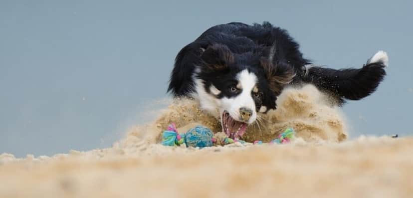 border-collie-661163_640