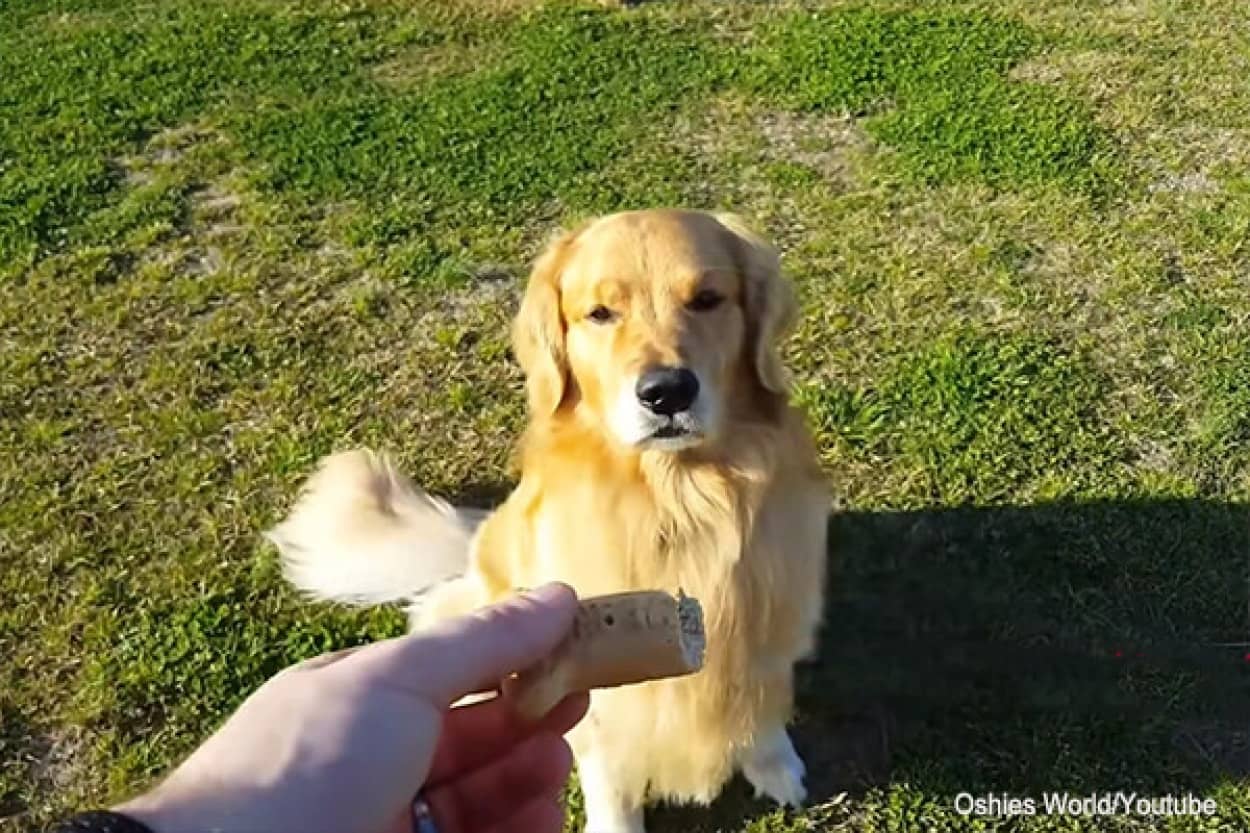 パパとママが帰宅した時のゴールデンレトリバーの態度の違いno title
