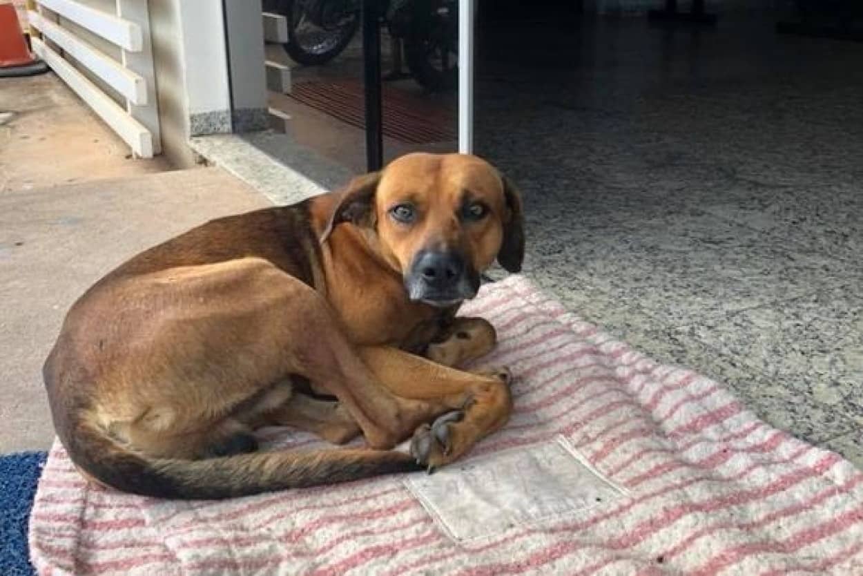 4か月間病院の前で 飼い主の帰りを待ち続ける犬 だが飼い主はすでに帰らぬ人に ブラジル カラパイア 4か月間病院の前で 飼い主の帰りを待ち続ける犬 だが飼い主はすでに帰らぬ人に ブラジル カラパイア