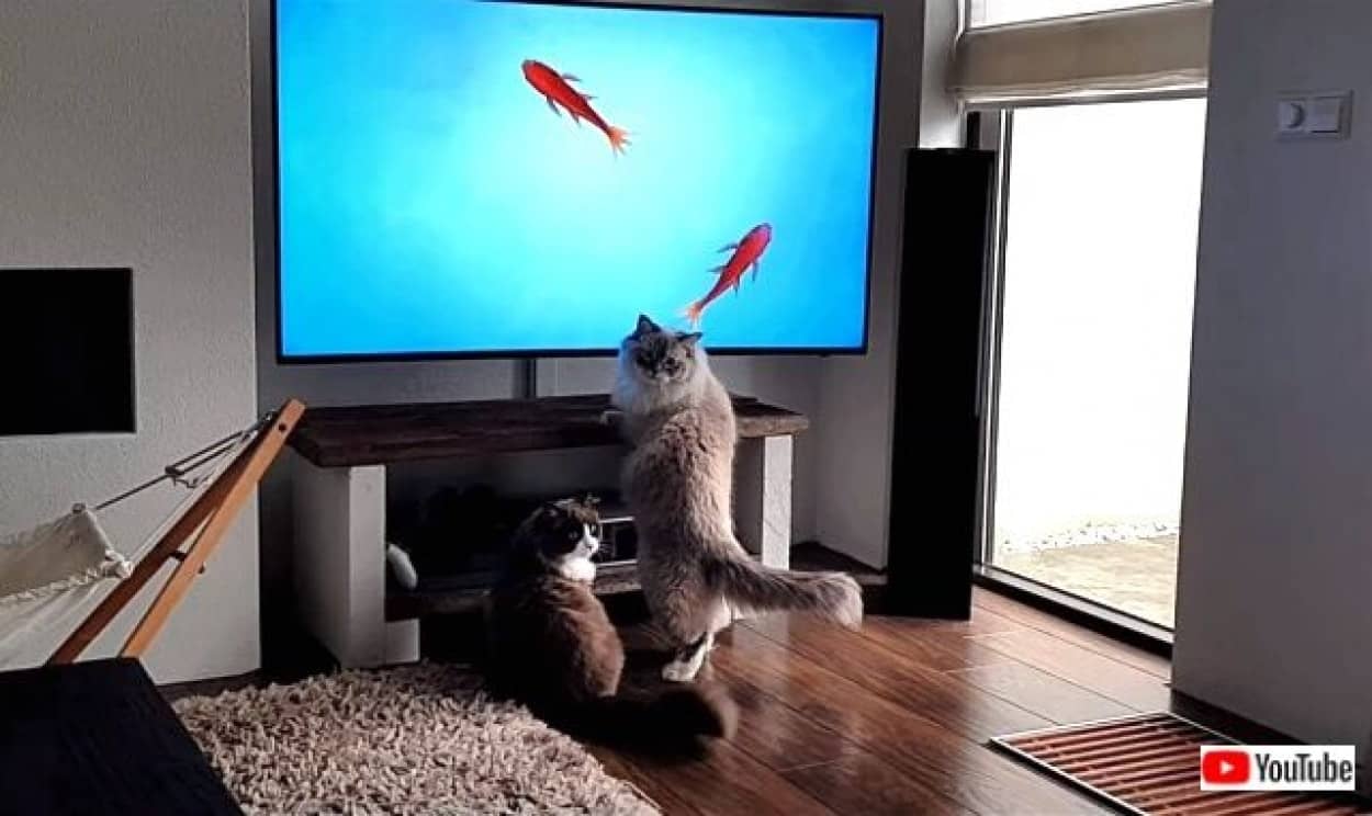 tv4cats0_640