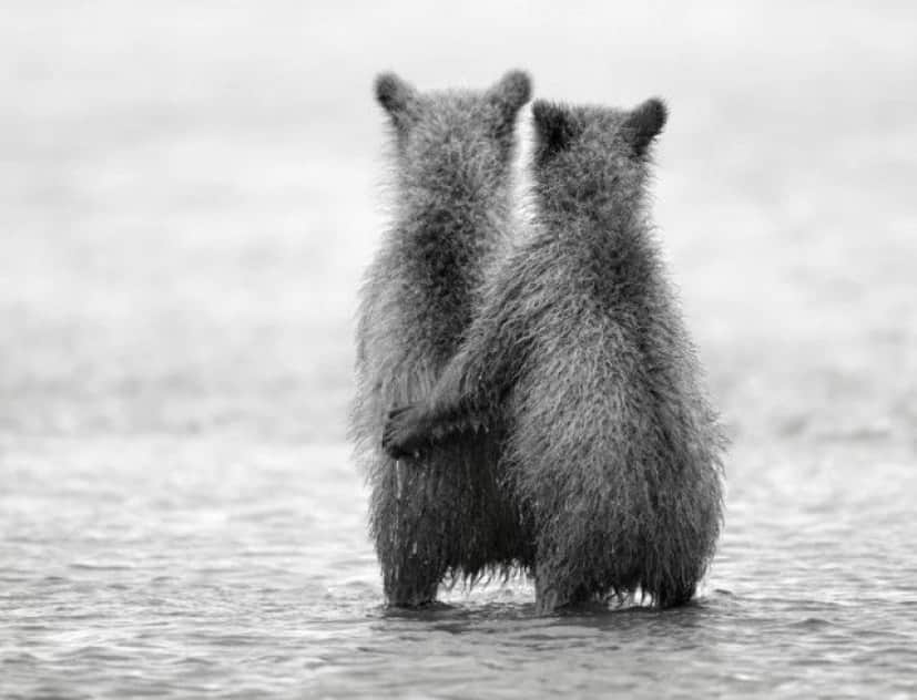 cuteanimals9_e