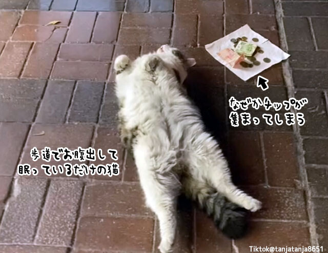 猫が歩道でヘソ天で寝ていると、なぜかお金が集まってしまう国がある