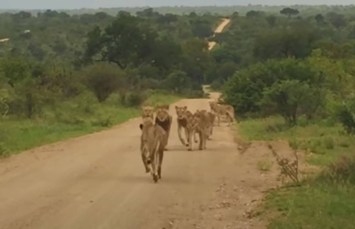 群れとはぐれたメスライオン 感動の再会へ 南アフリカ カラパイア