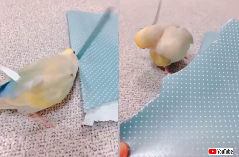 おしゃれ心が芽生えたインコ 包装紙をクチバシでちぎって尾羽の飾りに カラパイア おしゃれ心が芽生えたインコ 包装紙をクチバシでちぎって尾羽の飾りに カラパイア