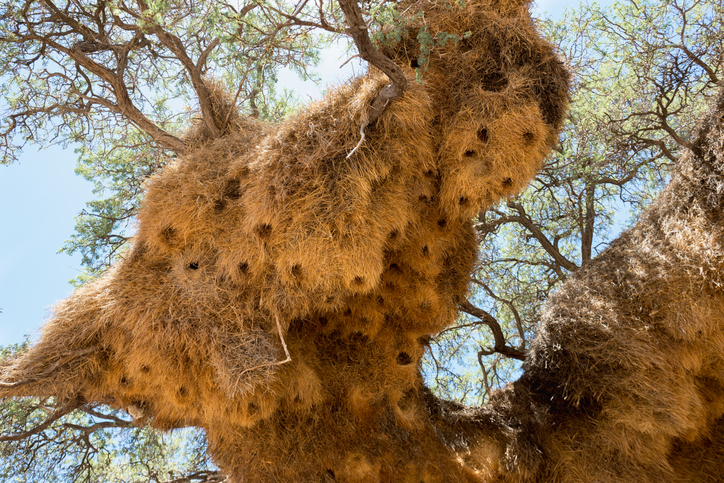 シャカイハタオリが建築した巨大な巣は、様々な種の居候が住み着いている件
