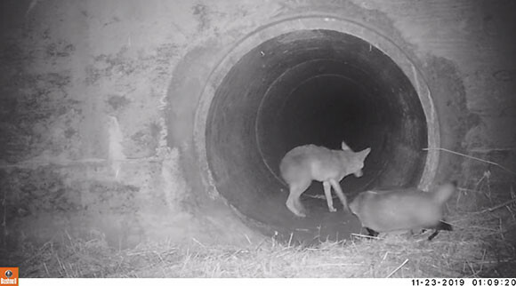 やっぱりワンチームだった アナグマとコヨーテが仲良く排水溝を歩く姿を激写 アメリカ カラパイア