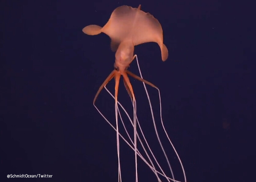 超レアな深海イカの撮影に成功。エイリアンのような外観と細長い触手が特徴