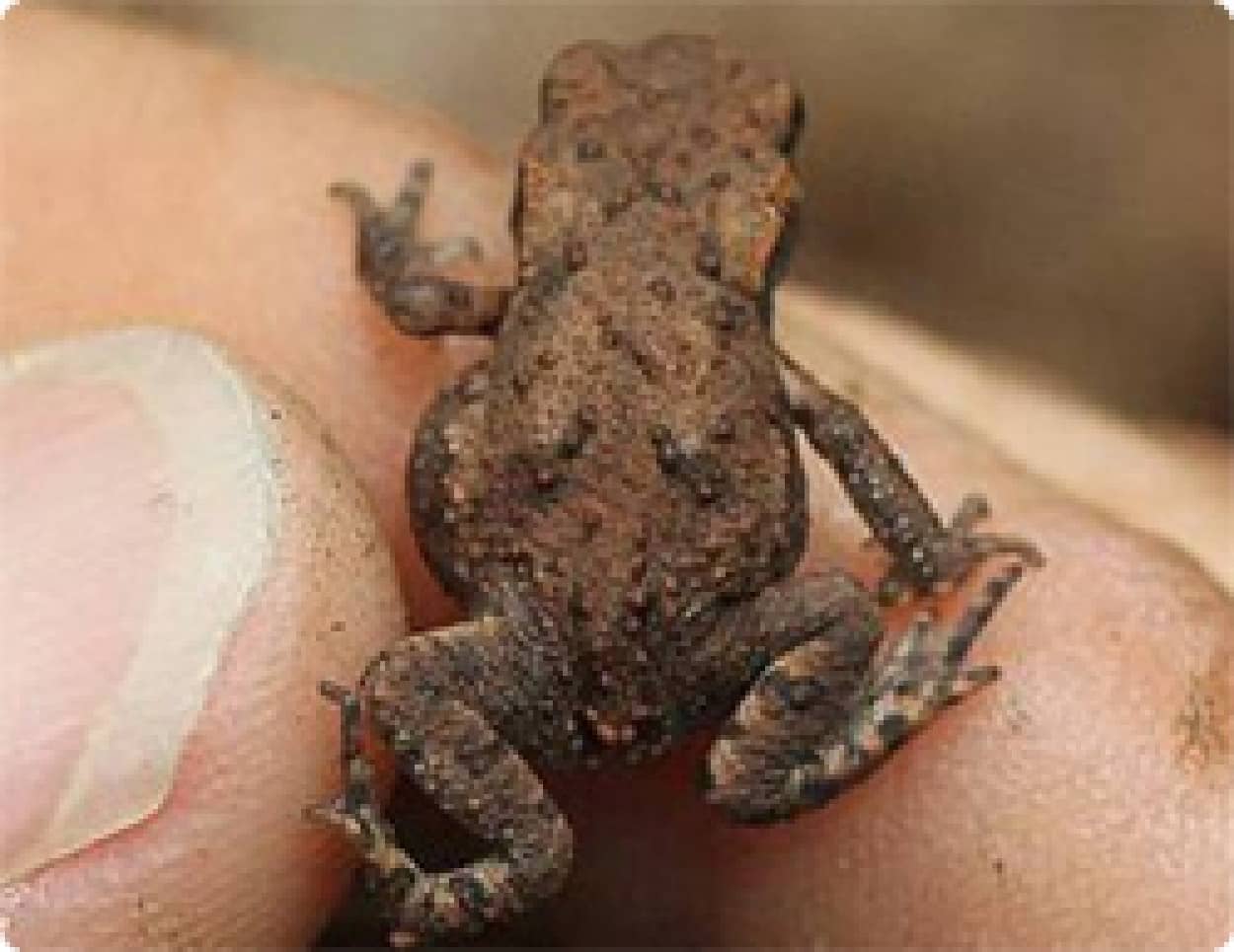 地球温暖化で動植物が小型化 いずれは人間も 化石調査と実験で判明 シンガポール研究 カラパイア