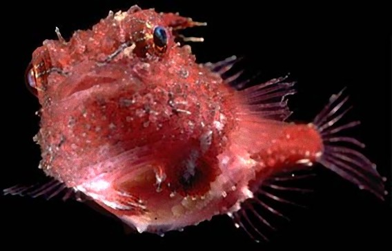 コンペイトウだったりスライムだったり ちっこかわいい ダンゴウオ の仲間たち カラパイア コンペイトウだったりスライムだったり ちっこかわいい ダンゴウオ の仲間たち カラパイア