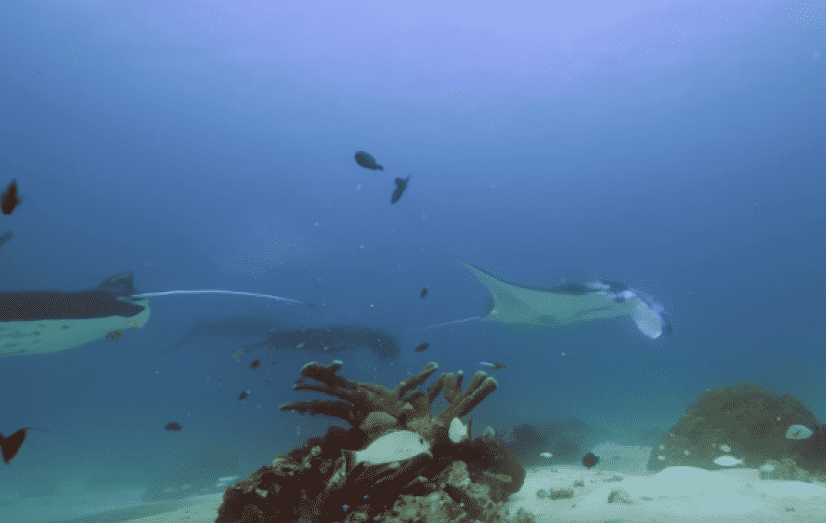 manta5