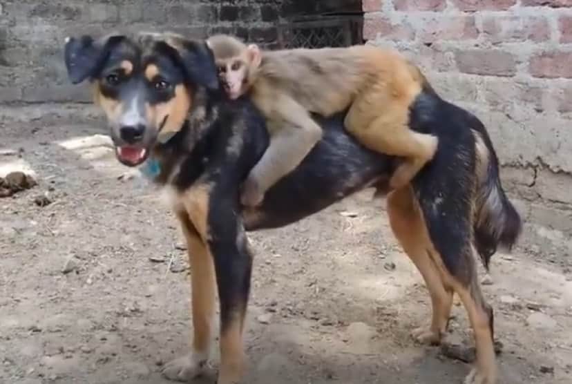 monkey and dog_e