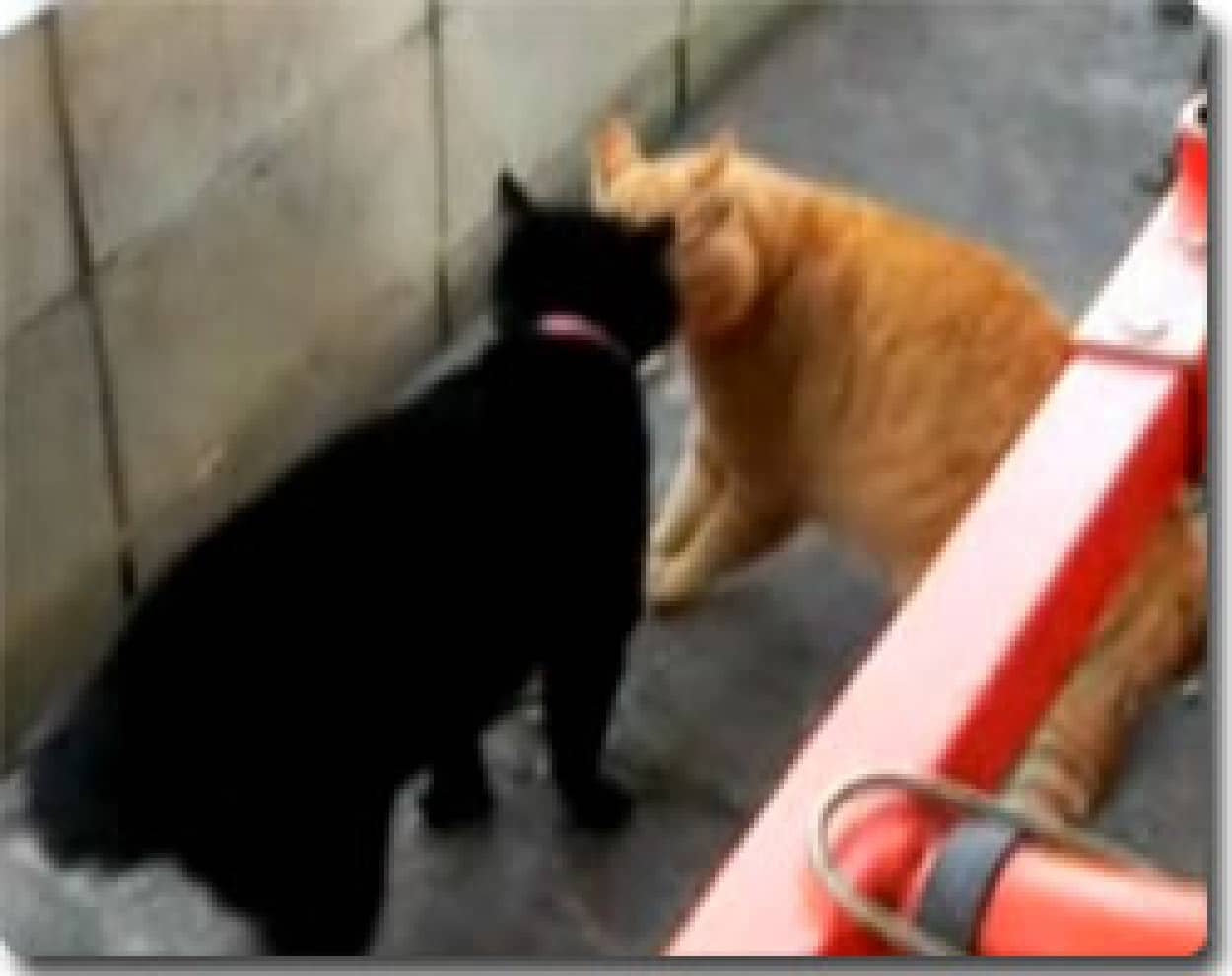 うちの猫が喧嘩してたからムービー撮って見た カラパイア