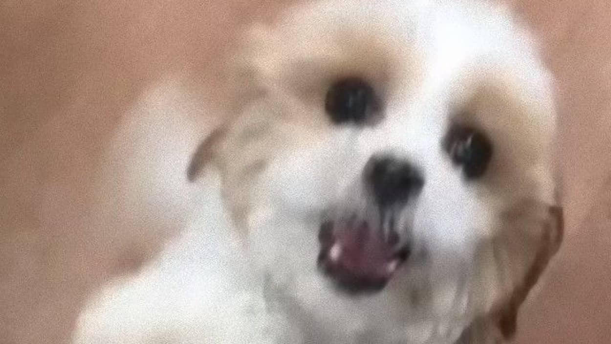 ペットホテルで飼い主の帰りを待っていた分離不安症を抱える犬 感動の再会で見せた満面のスマイル カラパイア ペットホテルで飼い主の帰りを待っていた分離不安症を抱える犬 感動の再会で見せた満面のスマイル カラパイア