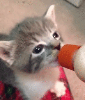 ミルクを飲むのと連動して耳がピクピク動く子猫 カラパイア