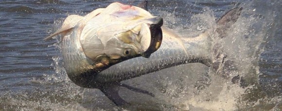 おったまゲーション 魚にエサをあげている少年のこの後すぐ カラパイア おったまゲーション 魚にエサをあげている少年のこの後すぐ カラパイア