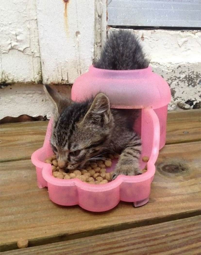 funny-idiot-cats-263-5ae07ee2e20cf__605_e