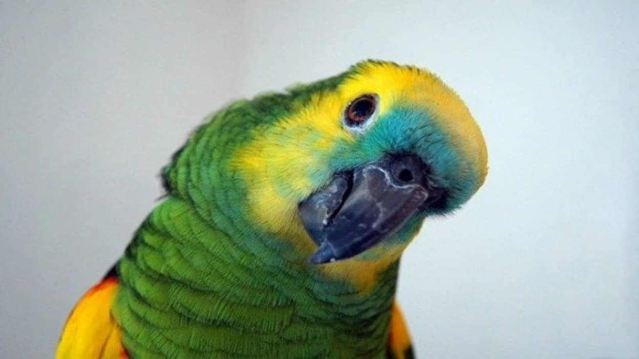ペットのインコが火事から飼い主を救う