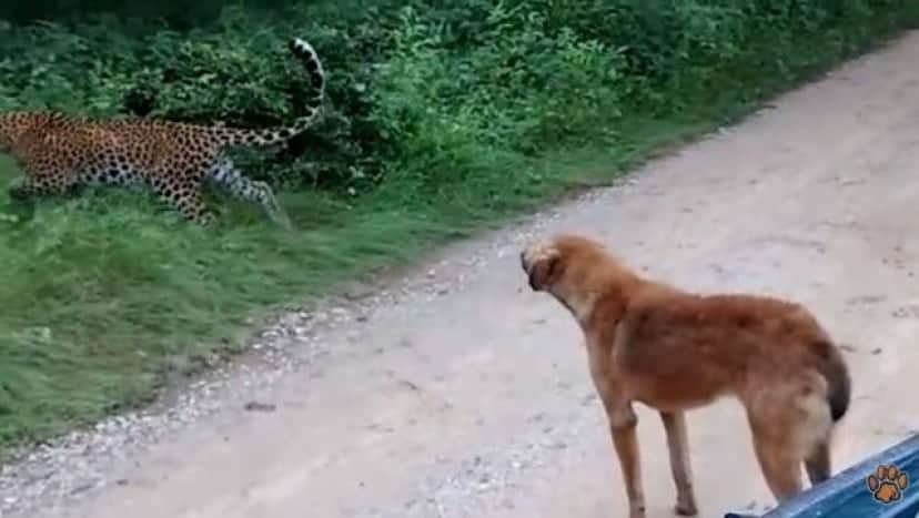 何すんねん ざけんなゴルァ しばいたろかワレ 意訳 ヒョウ 対 犬 勝つのはどっち カラパイア 何すんねん ざけんなゴルァ しばいたろかワレ 意訳 ヒョウ 対 犬 勝つのはどっち カラパイア