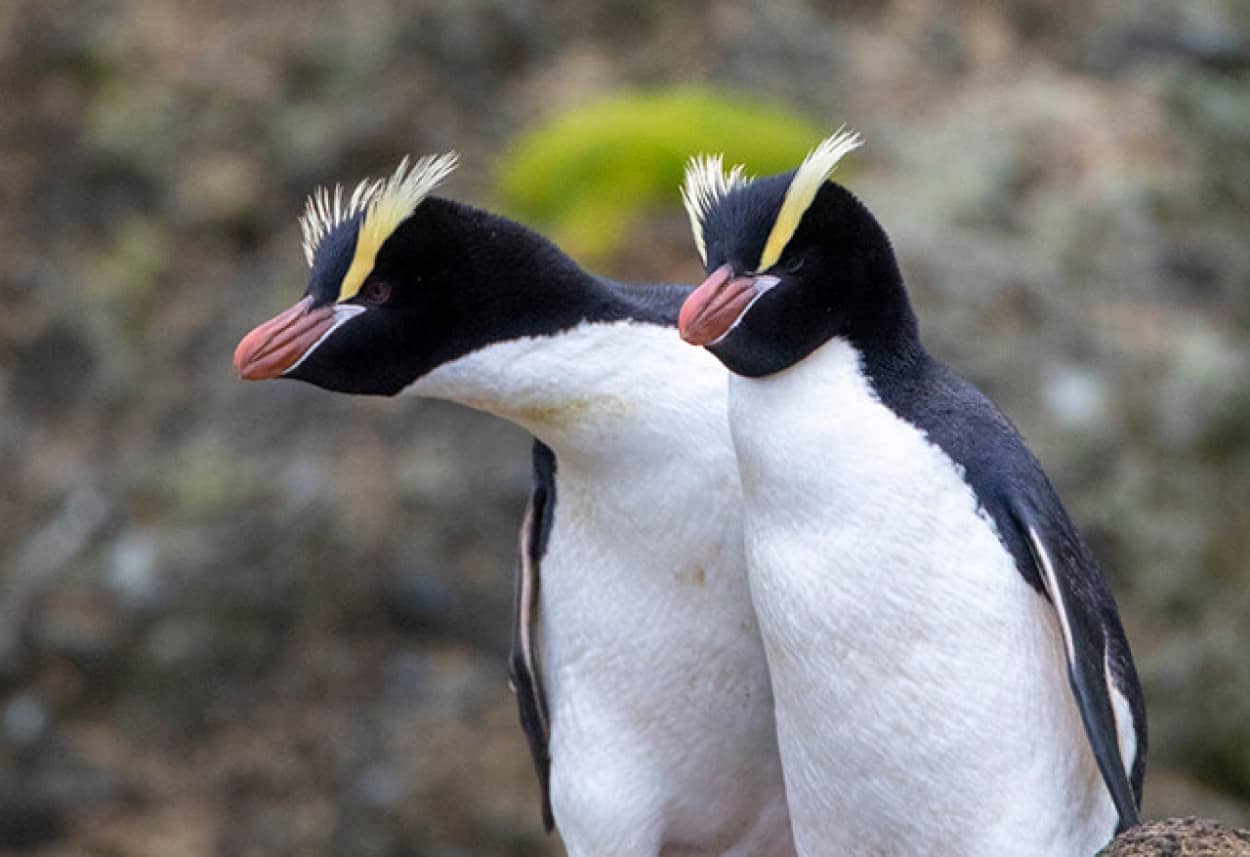 ペンギンが卵を捨てる理由